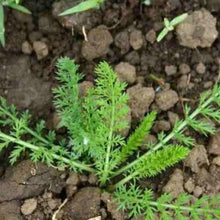 Indlæs billede til gallerivisning Røllike mix "Pastel", Achillea filipendulina Lam