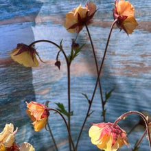 Indlæs billede til gallerivisning Nellikerod "Mai Tai", Geum coccineum