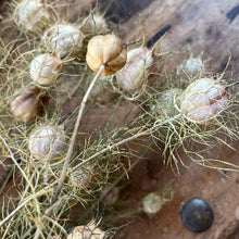 Indlæs billede til gallerivisning Nigella "Love-In-A-Mist", Nigella Damascena NYHED