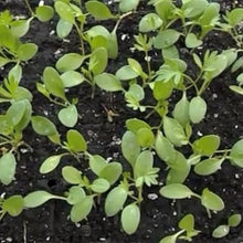 Indlæs billede til gallerivisning Nigella "Love-In-A-Mist", Nigella Damascena NYHED