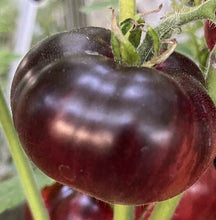 Indlæs billede til gallerivisning Tomat Bicolor "Black Prince" NYHED, Solanum Lycopersicum