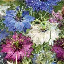 Indlæs billede til gallerivisning Nigella "Love-In-A-Mist", Nigella Damascena NYHED