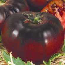 Indlæs billede til gallerivisning Tomat Bicolor "Black Prince" NYHED, Solanum Lycopersicum