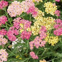 Indlæs billede til gallerivisning Røllike mix "Pastel", Achillea filipendulina Lam