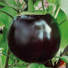 Indlæs billede til gallerivisning Aubergine "Ronde De Valence", Solanum melongena