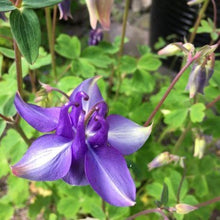 Indlæs billede til gallerivisning Akeleje lyseblå, Aquilegia chrysantha