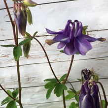 Indlæs billede til gallerivisning Akeleje lyseblå, Aquilegia chrysantha