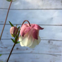 Indlæs billede til gallerivisning Akeleje tofarvet, Aquilegia chrysantha