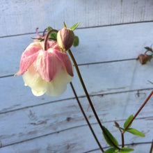 Indlæs billede til gallerivisning Akeleje tofarvet, Aquilegia chrysantha