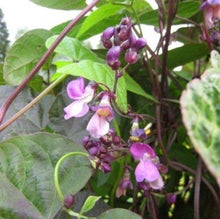 Indlæs billede til gallerivisning Buskbønne "Amethyst", Phaseolus vulgaris