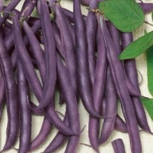 Indlæs billede til gallerivisning Buskbønne "Amethyst", Phaseolus vulgaris