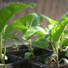Indlæs billede til gallerivisning Aubergine "Ronde De Valence", Solanum melongena
