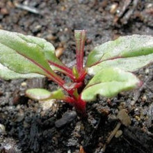 Indlæs billede til gallerivisning Bladbede "Bright Lights", Beta vulgaris L