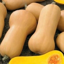 Indlæs billede til gallerivisning Græskar muskat butternut "Waltham", Cucurbita moschata