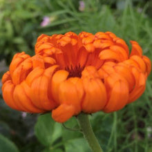 Indlæs billede til gallerivisning Morgenfrue "Radio", Calendula officinalis