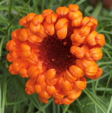 Indlæs billede til gallerivisning Morgenfrue "Radio", Calendula officinalis