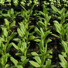 Indlæs billede til gallerivisning Studenternellike mix "Pinocchio", NYHED, Dianthus barbatus