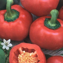 Indlæs billede til gallerivisning Peberfrugt "Dumas", Caspicum annuum