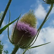 Indlæs billede til gallerivisning Gærdekartebolle, Dipsacus fullonum
