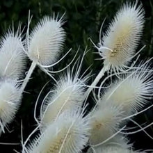 Indlæs billede til gallerivisning Gærdekartebolle, Dipsacus fullonum