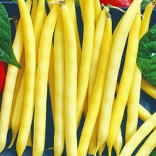 Indlæs billede til gallerivisning Buskbønne "Golden Goal", Phaseolus coccineus