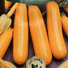 Indlæs billede til gallerivisning Squash "Goldena" Courgette, Cucurbita pepo