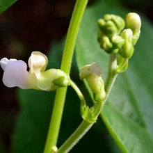 Indlæs billede til gallerivisning Buskbønne "Golden Goal", Phaseolus coccineus