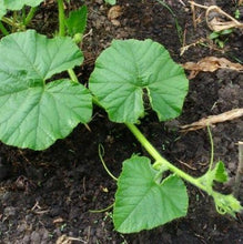 Indlæs billede til gallerivisning Græskar "Rouge Vif D`etampes", Cucurbita maxima