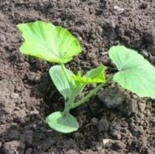 Indlæs billede til gallerivisning Græskar "Potimarron", Cucurbita maxima