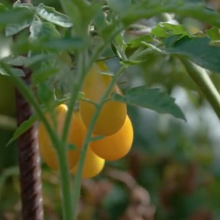 Indlæs billede til gallerivisning Tomat "Perun", Snacktomat , Solanum L