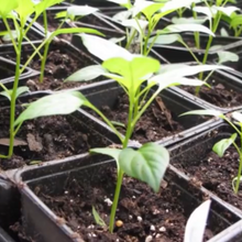 Indlæs billede til gallerivisning Peberfrugt "Hamik", Capsicum annuum L