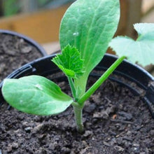 Indlæs billede til gallerivisning Squash "Goldena" Courgette, Cucurbita pepo