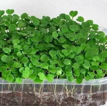 Indlæs billede til gallerivisning Mikrogrønt mix