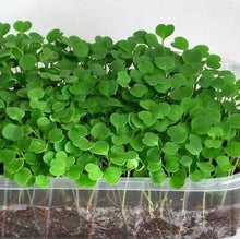 Indlæs billede til gallerivisning Sød Basilikum, mikrogrønt, Ocimum basilicum L.