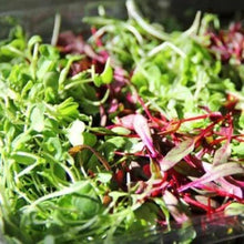 Indlæs billede til gallerivisning Mikrogrønt mix