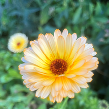 Indlæs billede til gallerivisning Morgenfrue "Maggi", Calendula officinalis