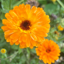Indlæs billede til gallerivisning Morgenfrue "Orange", Calendula officinalis