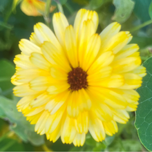Indlæs billede til gallerivisning Morgenfrue "Gold", Calendula officinalis