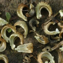 Indlæs billede til gallerivisning Morgenfrue "Maggi", Calendula officinalis