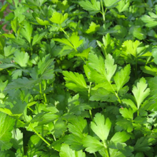 Indlæs billede til gallerivisning Bredbladet persille "Festival 68", Petroselinum crispum