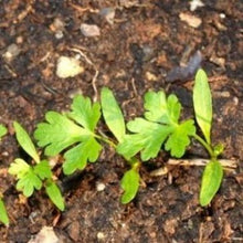 Indlæs billede til gallerivisning Bredbladet persille "Festival 68", Petroselinum crispum