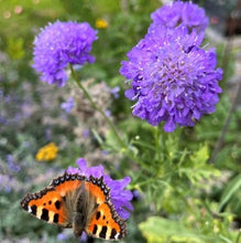 Indlæs billede til gallerivisning Scabiosa "Lavender Lady", Scabiosa atropurpurea