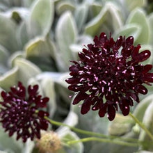 Indlæs billede til gallerivisning Scabiosa "Black Veil", Scabiosa atropurpurea