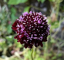 Indlæs billede til gallerivisning Scabiosa "Black Veil", Scabiosa atropurpurea