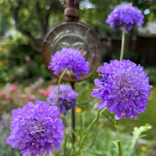 Indlæs billede til gallerivisning Scabiosa "Lavender Lady", Scabiosa atropurpurea