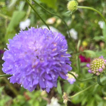 Indlæs billede til gallerivisning Scabiosa "Lavender Lady", Scabiosa atropurpurea