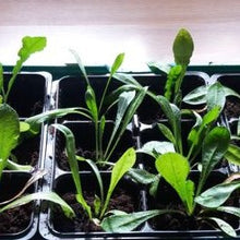 Indlæs billede til gallerivisning Statice "Lavender", Limonium sinuatum