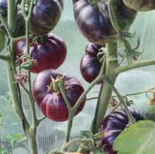 Indlæs billede til gallerivisning Tomat Bicolor "Blueberry Dessert", Solanum L