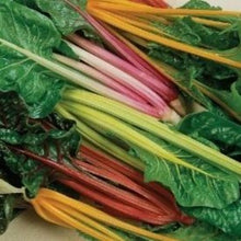 Indlæs billede til gallerivisning Bladbede "Bright Lights", Beta vulgaris L