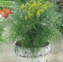 Indlæs billede til gallerivisning Dild "Compact", Anethum graveolens